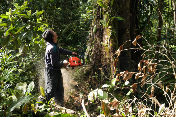 Best Root Management and Removal  in California, PA