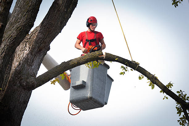 Best Tree Trimming and Pruning  in California, PA