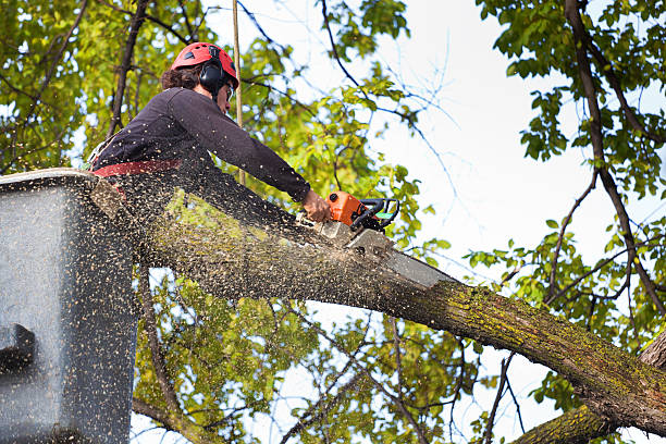 Best Weed Control  in California, PA